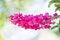 Inflorescence beautiful of colorful pink vanda orchids flowers blooming in garden