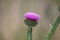 inflorescence of a beautifully blooming Carduus Brakosus - colloquially called a thistle (\\\