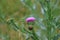 inflorescence of a beautifully blooming Carduus Brakosus - colloquially called a thistle (\\\