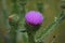 inflorescence of a beautifully blooming Carduus Brakosus - colloquially called a thistle (\\\