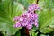 Inflorescence of bergenia thick-leaf Bergenia crassifolia L. Fritsch