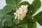 Inflorescence of the blooming horse-chestnut among the leaves