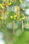 Inflorescence of blossoming birch