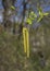 Inflorescence of blossoming birch closeup