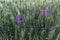 Inflorescence of blue forking larkspur flowers close-up on green wheat background. Natural floral summer background