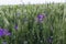 Inflorescence of blue forking larkspur flowers close-up on green wheat background. Natural floral summer background