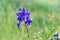 Inflorescence of blue forking larkspur flowers close-up isolated on green blurred grass background. Natural floral summer