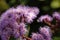 Inflorescence of a blue mist flower, Bartlettina sordida