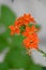 The inflorescence is bright orange in color from several flowers of the indoor plant Kalanchoe.