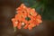 The inflorescence is bright orange in color from several flowers of the indoor plant Kalanchoe.