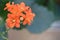 The inflorescence is bright orange in color from several flowers of the indoor plant Kalanchoe.