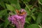 Inflorescence of a butterfly bush with Aglais urticae