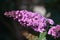 Inflorescence of a Butterfly bush (Buddleja davidii)