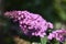 Inflorescence of a Butterfly bush (Buddleja davidii)