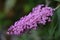 Inflorescence of a Butterfly bush (Buddleja davidii)