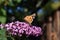 Inflorescence of a Butterfly bush (Buddleja davidii) with a Butterfly