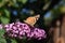 Inflorescence of a Butterfly bush (Buddleja davidii) with a Butterfly