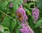 Inflorescence of a butterfly bush with Speyeria aglaja