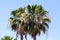 Inflorescence of a Californian fan palm, Washingtonia filifera