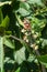 Inflorescence of a castor bean with male and female flowers