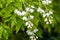 Inflorescence of a Caucasian bladdernut, Staphylea colchica