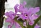 Inflorescence of colorful purple orchid flowers group or dendrobium blooming nature patterns in garden