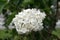 An inflorescence of common lilac on a blurred background of green vegetation, the Latin name is Syringa vulgaris.