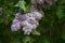 An inflorescence of common lilac on a blurred background of green vegetation, the Latin name is Syringa vulgaris.