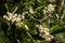 Inflorescence of Common Smilax, aka Rough Bindweed - Smilax aspera
