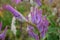 The inflorescence is composed of small, lilac-pink to light purple flowers, to which long white stamens with dark purple anthers p