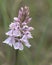 Inflorescence of Dactylorhiza maculata, the heath spotted-orchid