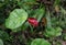 An inflorescence of a dark red Anthurium flower in the garden