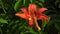 Inflorescence daylily Hemerocallis fulva