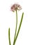 Inflorescence of decorative onion, ornamental allium flowers,