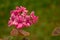 Inflorescence of delicate beautiful pink geranium flowers on a branch.