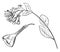 Inflorescence and Detached Flower of Mertensia Virginica vintage illustration