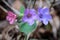 Inflorescence with different coloured flowers of common lungwort (Pulmonaria officinalis