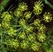 Inflorescence dill.