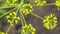 Inflorescence of dill closeup.