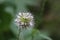 Inflorescence of a Dipsacus pilosus (small teasel) plant