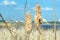 Inflorescence ears of cattail on the Volga river, typha