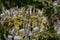 Inflorescence of European honeysuckle