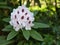 Inflorescence of evergreen plant Rhododendron Kalsap Lat. Rhododendron hybrid Calsap.