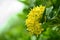 Inflorescence flower blooming picture of West Indian Jasmine