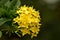 Inflorescence flower blooming picture of West Indian Jasmine