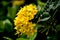 Inflorescence flower blooming picture of West Indian Jasmine
