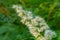Inflorescence of the flowering mountain ash, Sorbaria sorbifolia on a shrub in the park. It is a species of flowering plant in the