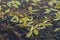 Inflorescence and flowers and floating leaves of broad-leaved pondweed