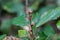 Inflorescence and foliage of a copperleaf, Acalypha wilkesiana