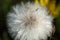 Inflorescence of a forest dandelion